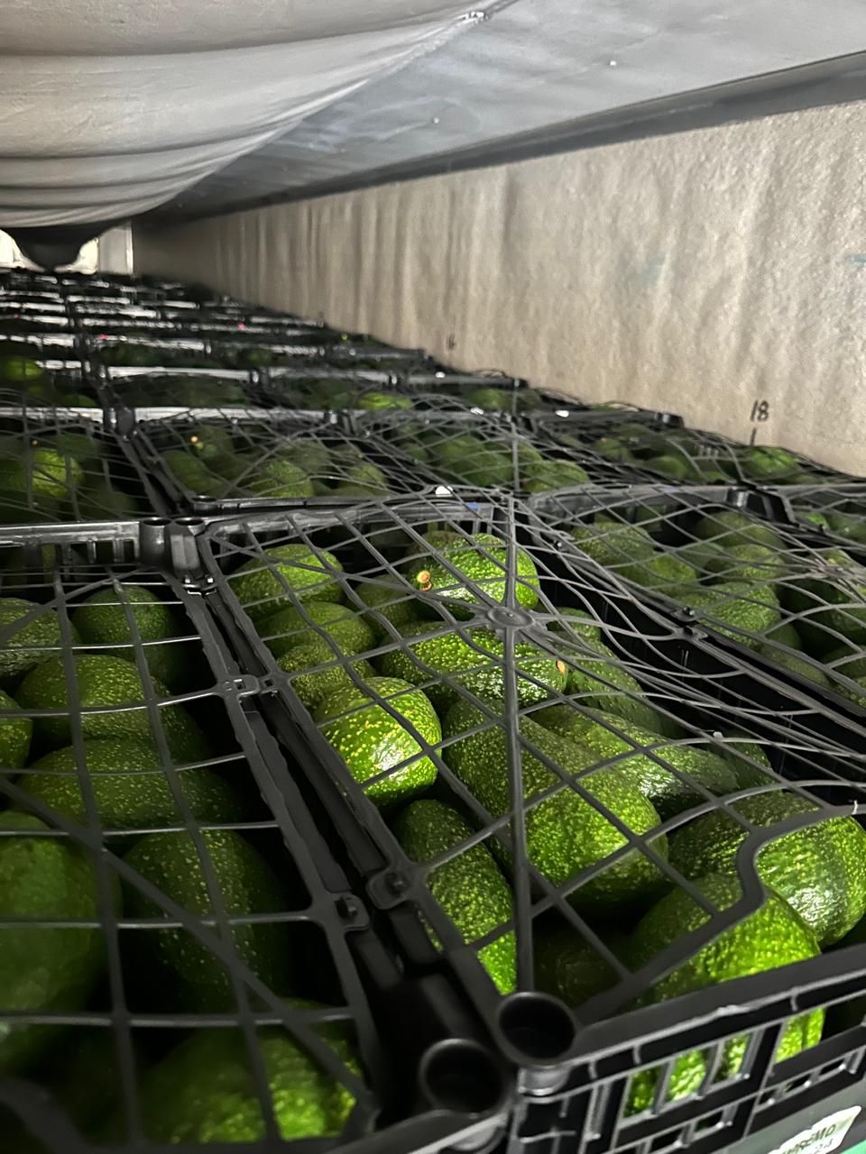 Cajas de Aguacate Hass