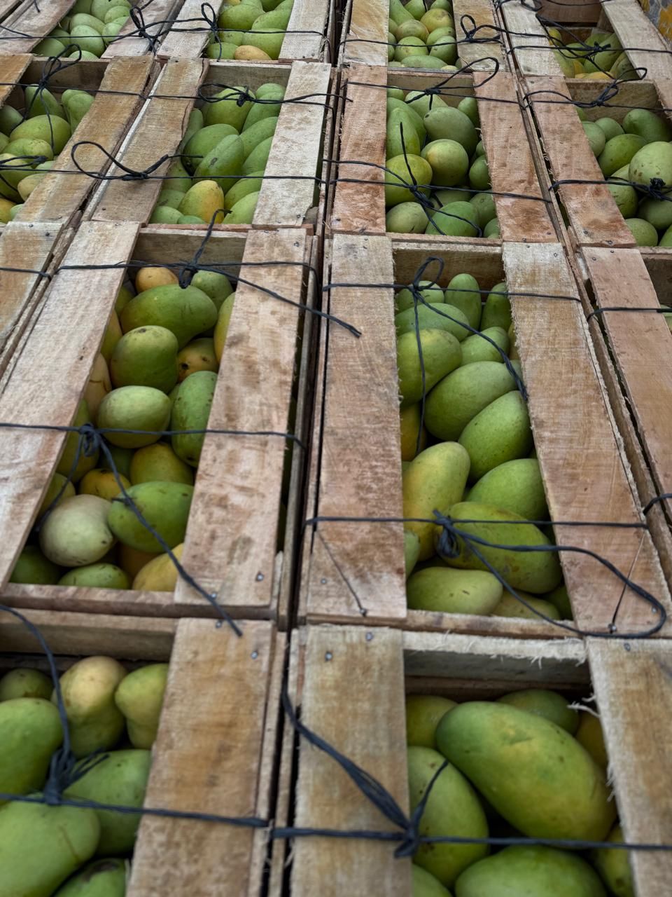 Cajas de madera amarradas con Mango Ataulfo listas para envío