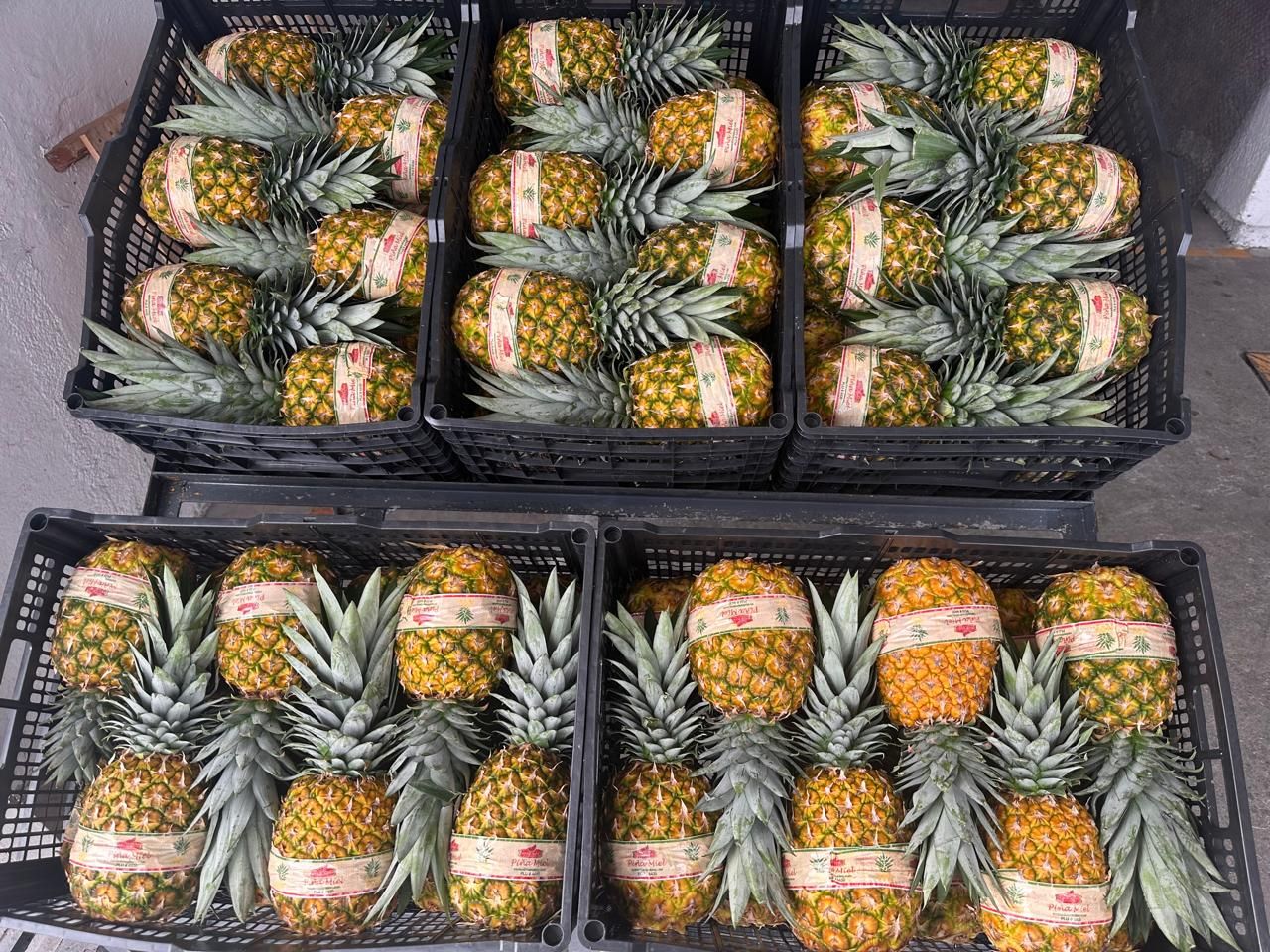 Cajas de Piña Miel con etiqueta Marroking