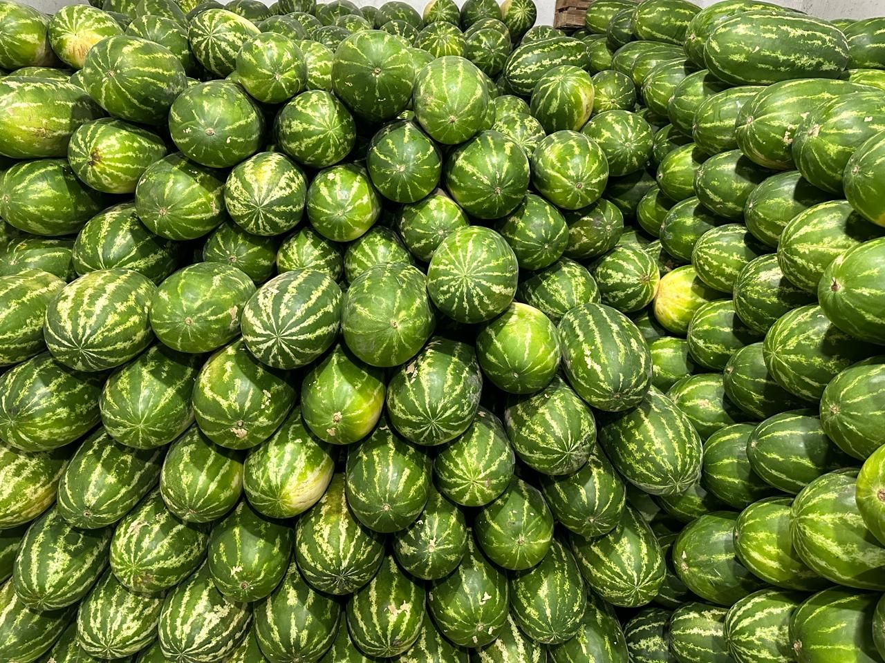 Pila de Sandías Rayadas en la bodega
