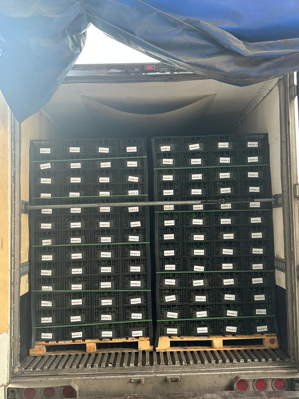 Tráiler refrigerado con tarimas de Aguacate Hass clasificado por calibre