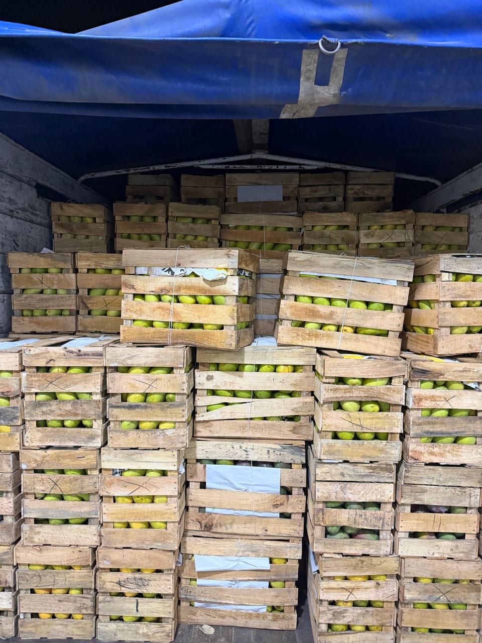 Tráiler con cajas de madera de mango listo para descargar